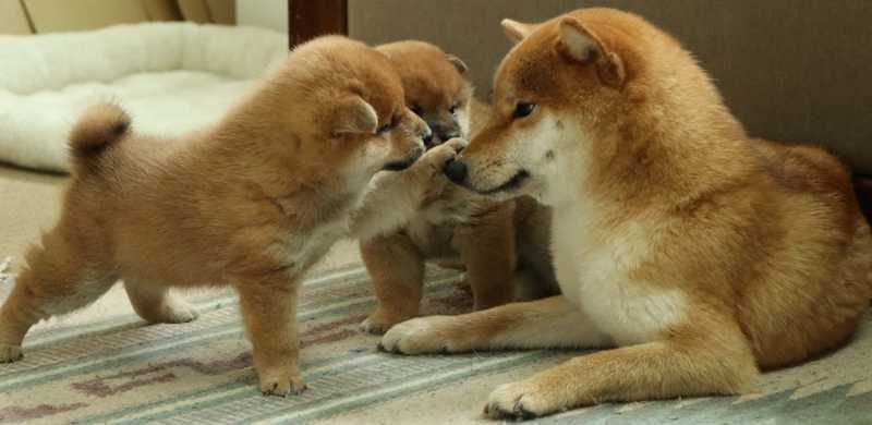 実家の犬ども